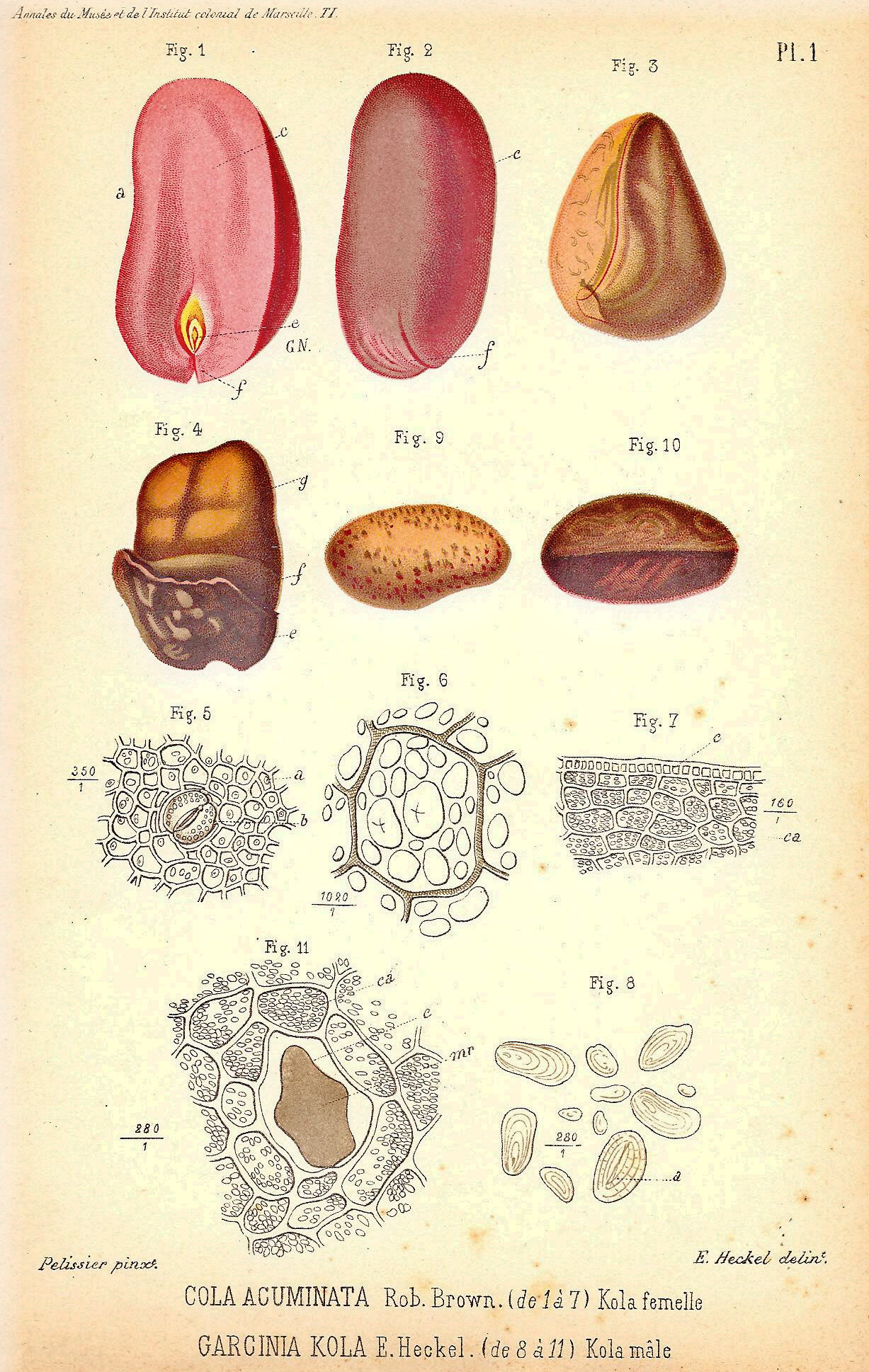 گارسینیا کولا